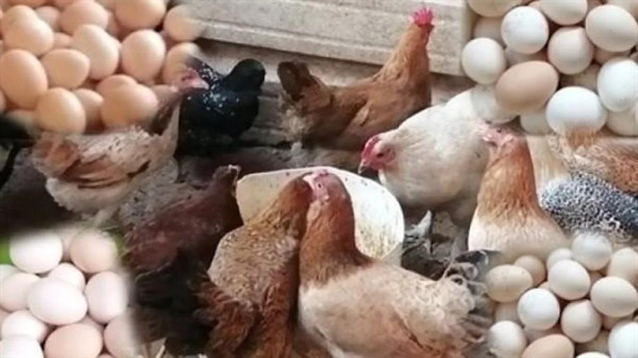 أسعار الفراخ البيضاء والساسو تنخفض في الأسواق المصرية